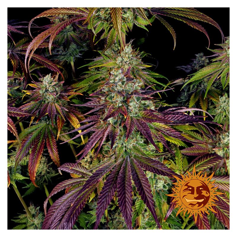 Mimosa EVO, Фасовка: 5, изображение 12